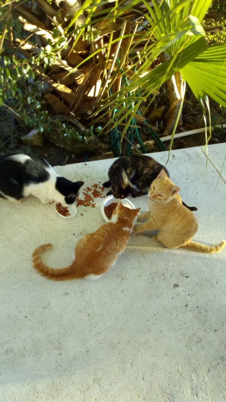 Cats back Home 10.11.2018